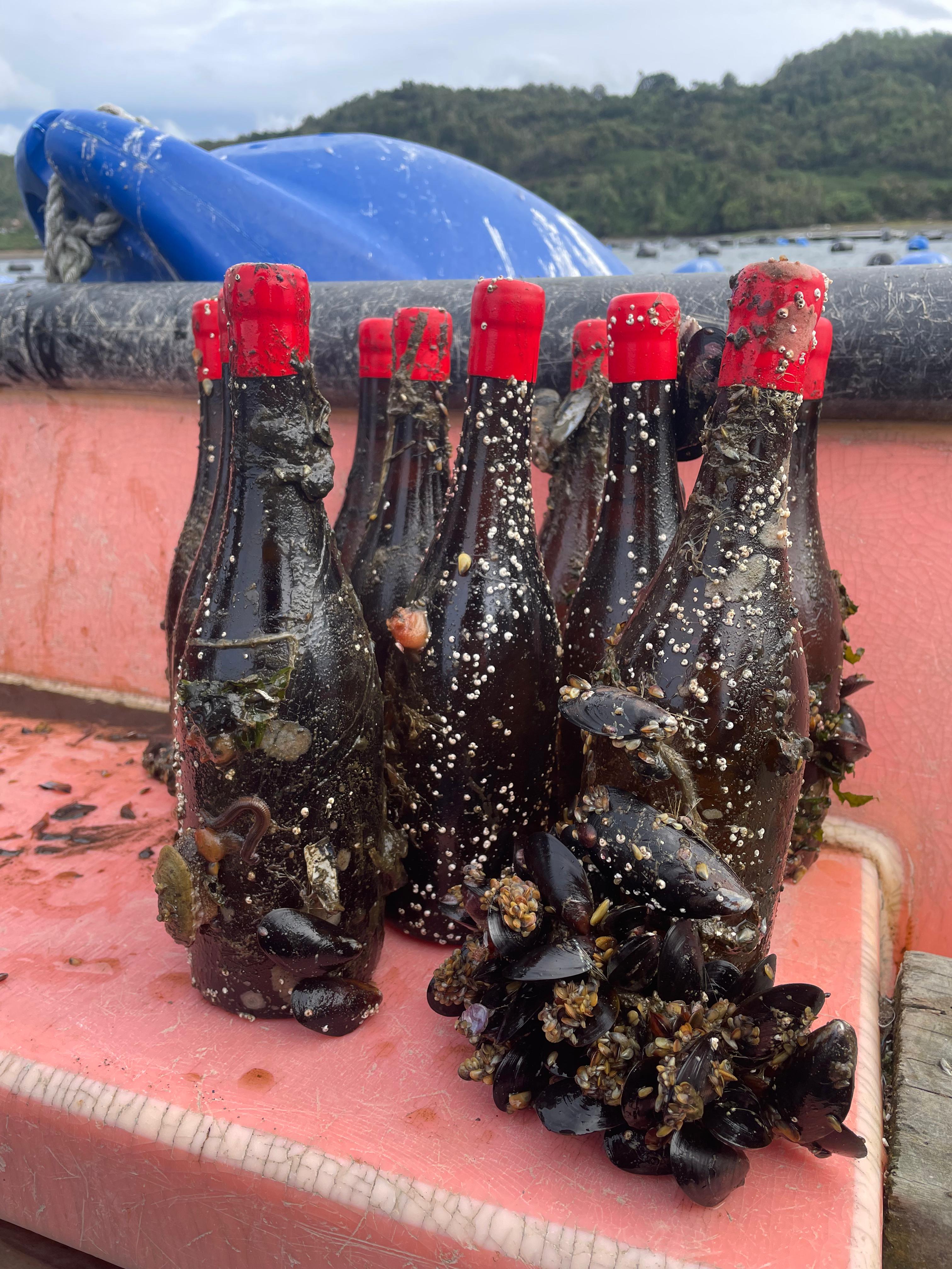 Botellas recién emergidas, cubiertas de choritos y vida marina